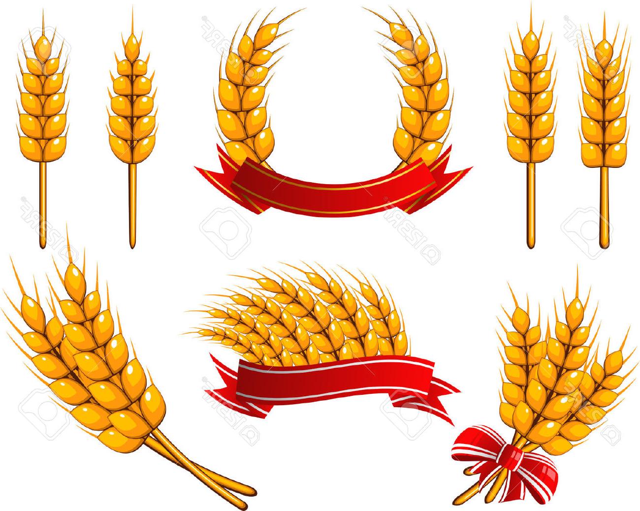 Best 15 Grains Clipart Corn Stalk Bundle Images - Corn Stalk Bundle, Transparent background PNG HD thumbnail