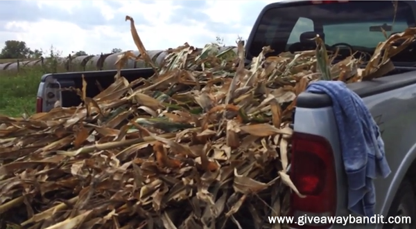 Dried Corn Stalks Bundle