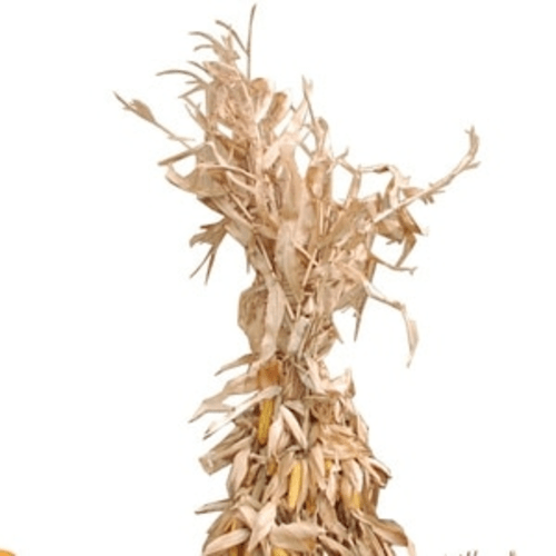 Image Of Cornstalk - Corn Stalk Bundle, Transparent background PNG HD thumbnail