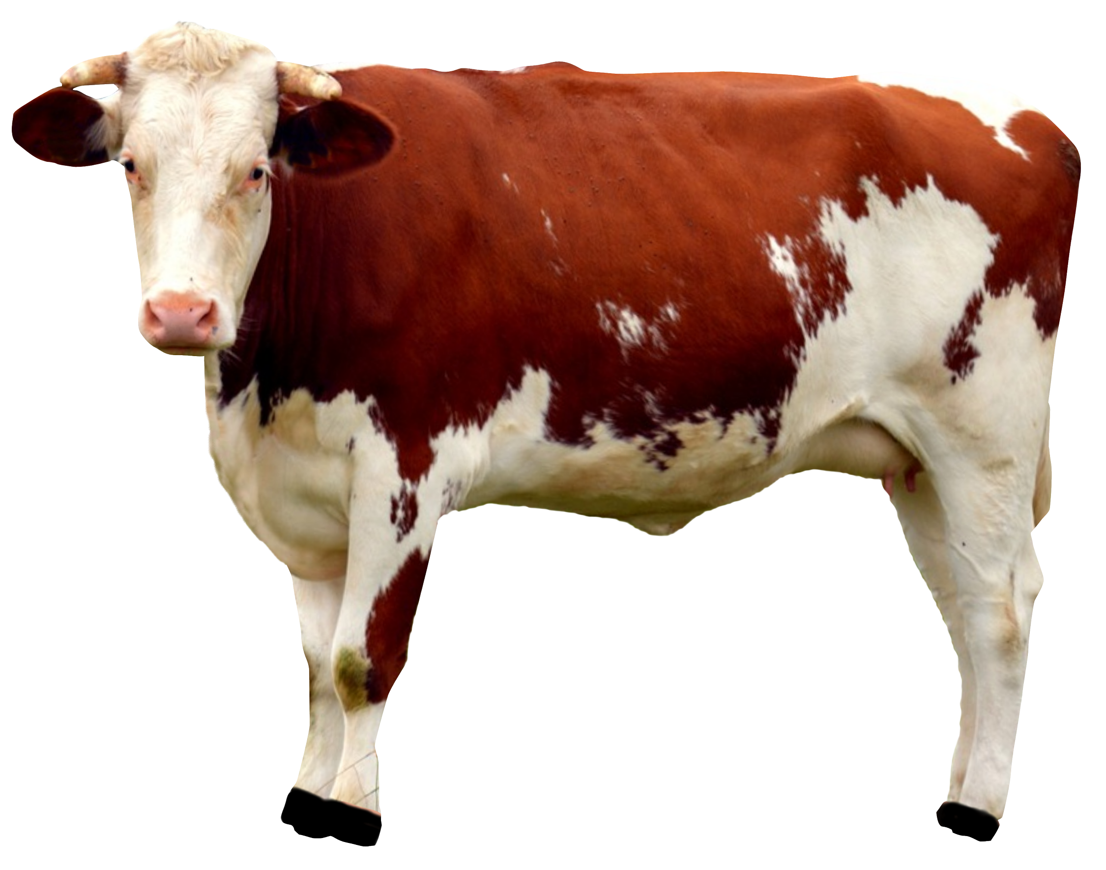 Cow Hd Png Hdpng.com 2250 - Cow, Transparent background PNG HD thumbnail