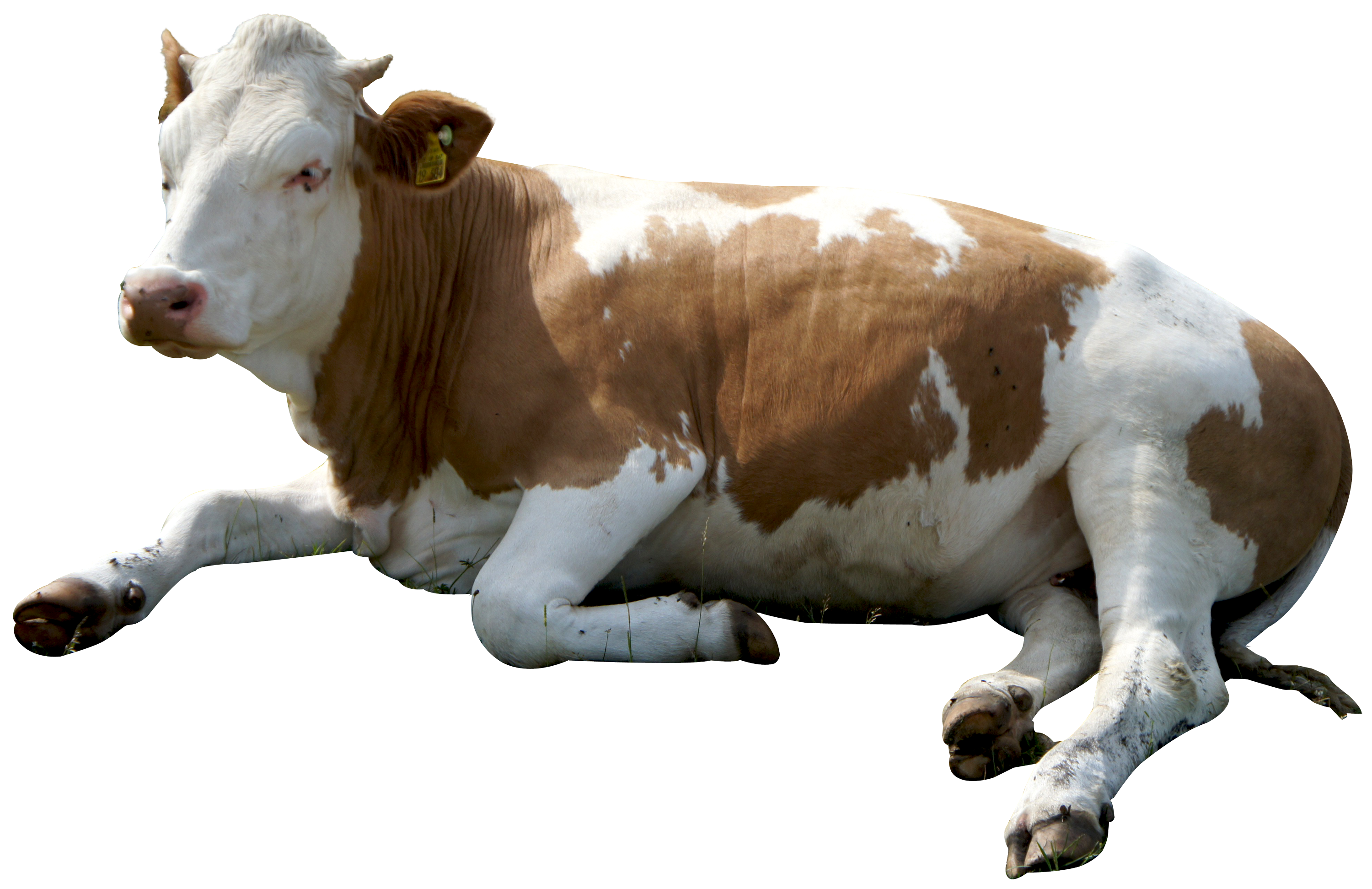 Cow Hd Png Hdpng.com 3000 - Cow, Transparent background PNG HD thumbnail