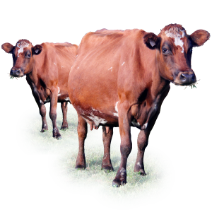 Aussie Red Cows Milk Is Rich In Nutrients - Cow, Transparent background PNG HD thumbnail