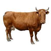 Brown Cow Png Image Png Image - Cow, Transparent background PNG HD thumbnail