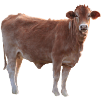 Cow Png Image Png Image - Cow, Transparent background PNG HD thumbnail