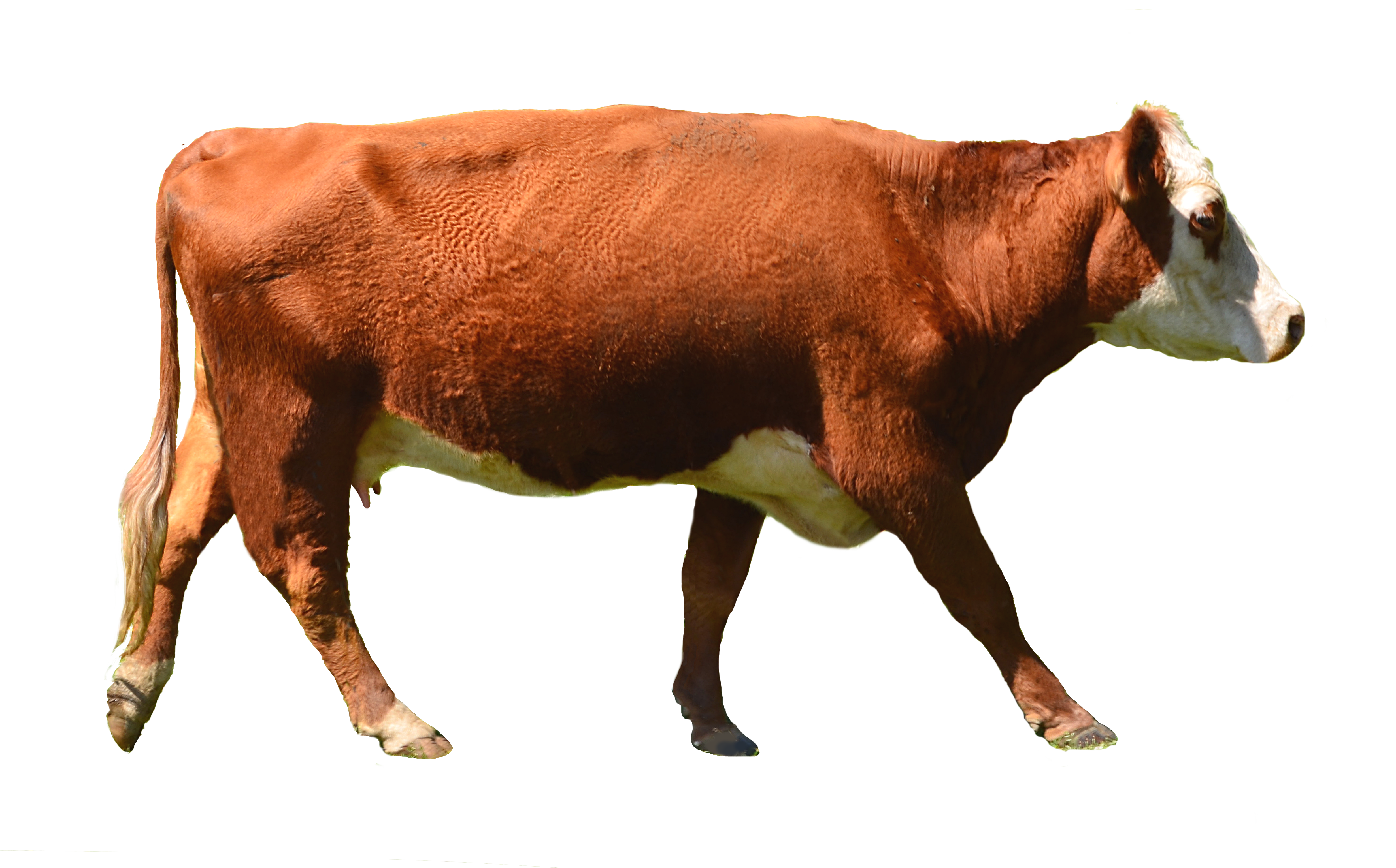 . Hdpng.com Cow Png Stock Photo 0010 Complete Cutout By Annamae22 - Cow, Transparent background PNG HD thumbnail