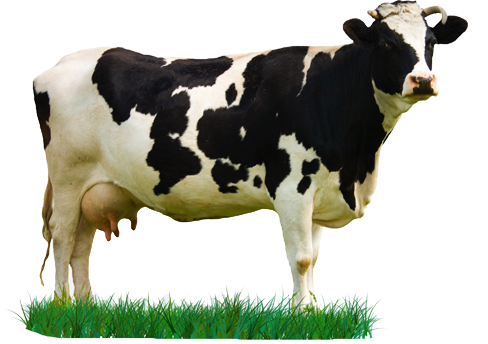 Ict4Agriculture And Consultancy Services - Cow, Transparent background PNG HD thumbnail