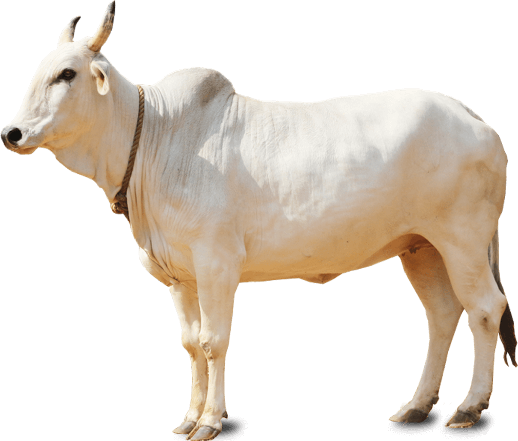 Introduction: - Cow, Transparent background PNG HD thumbnail