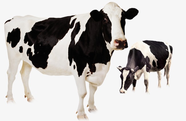 Cute Cow, White, Cattle, Black Png Image And Clipart - Cow Head, Transparent background PNG HD thumbnail