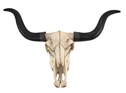 Long Horn Cow Skull Wall Hanging Longhorn Steer - Cow Head, Transparent background PNG HD thumbnail