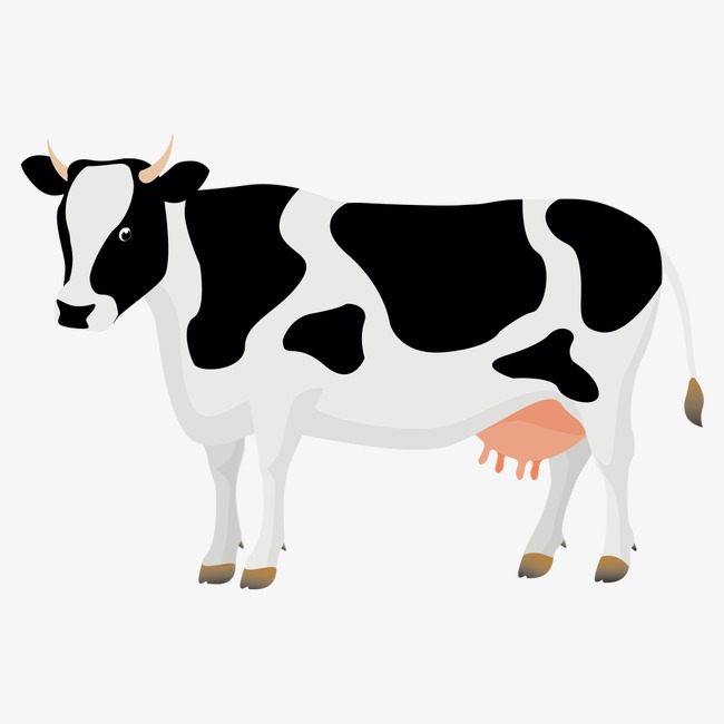 Vector Cows, Dairy Cow, Cartoon Cow, Animal Png And Vector - Cow Head, Transparent background PNG HD thumbnail
