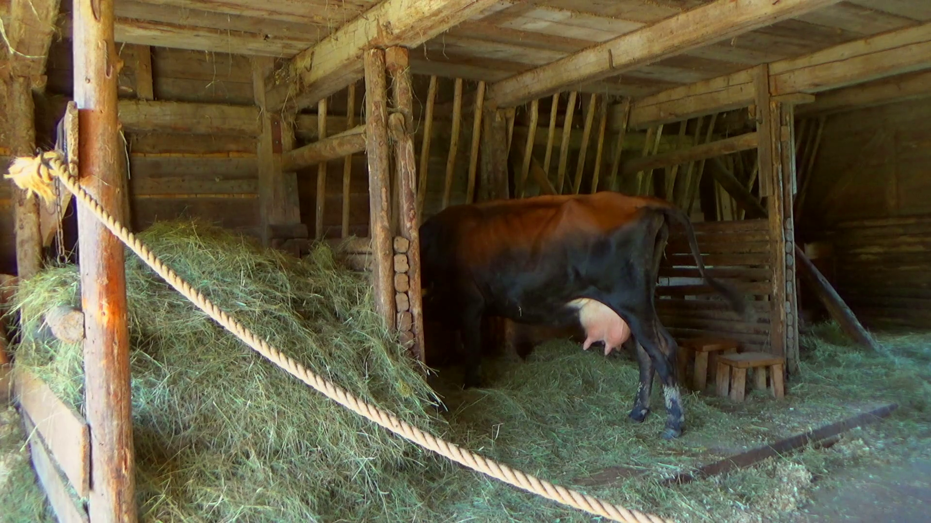 Historic Village With Farmhouses In Canada. Cow Eating Hay In The Stable. Stock Video Footage   Videoblocks - Cow In Shed, Transparent background PNG HD thumbnail