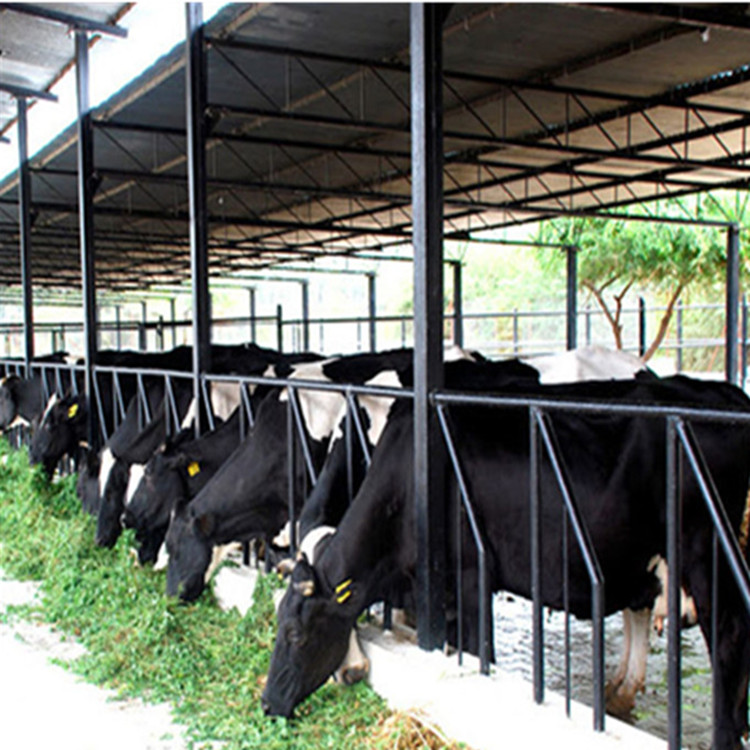 It Includes Nature Ventilation Cow House, Tunnel Ventilation Cow House And Low Profile Cross Ventilation Cow House. So The Farm Shed Is Easy To Install, Hdpng.com  - Cow In Shed, Transparent background PNG HD thumbnail