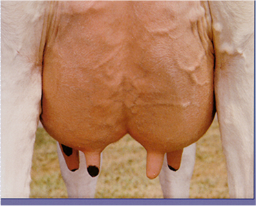 Cow Udders Png Hdpng.com 372 - Cow Udders, Transparent background PNG HD thumbnail