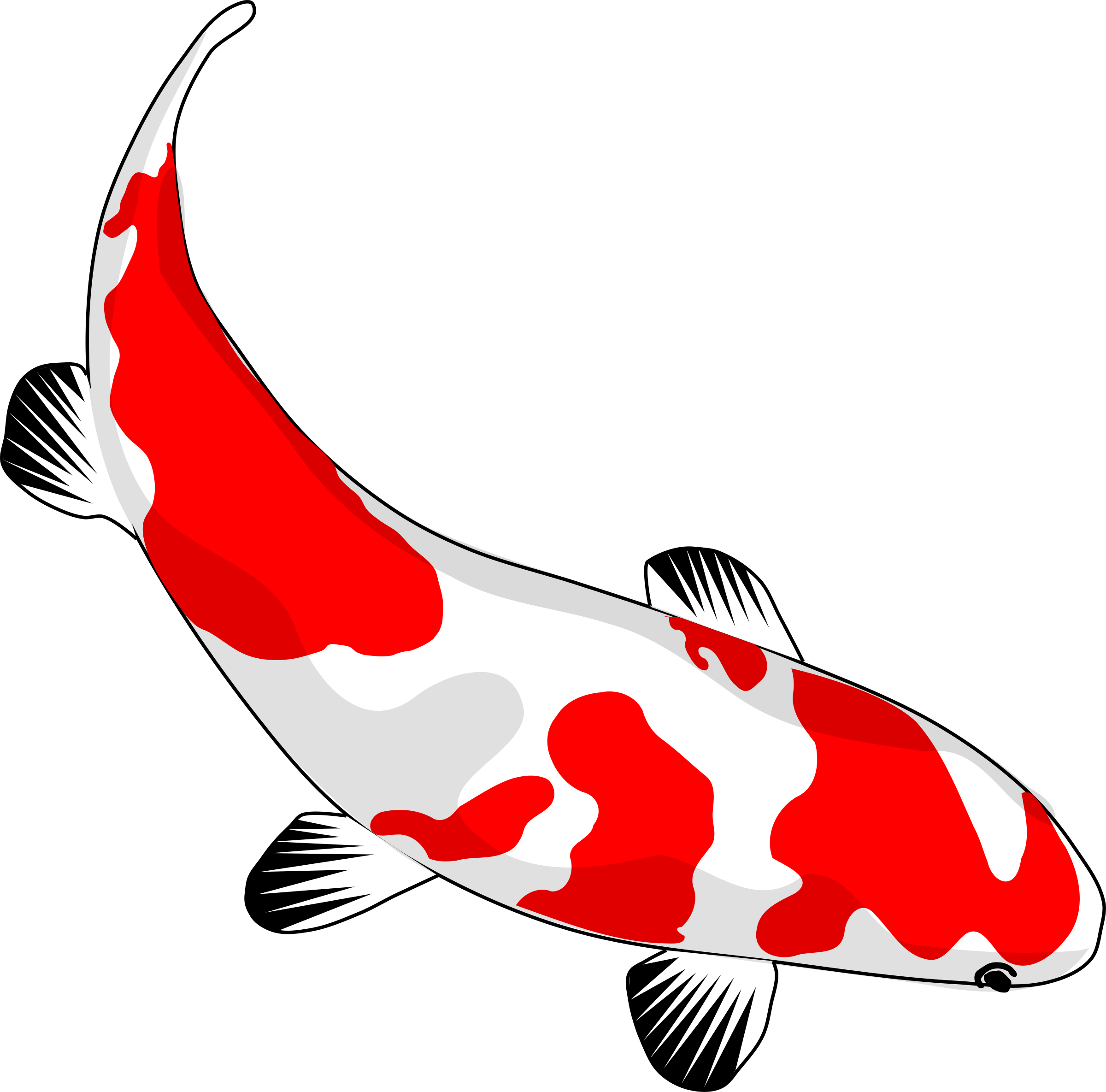 coy fish illustration - TATTO