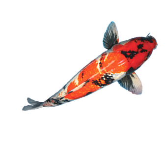 coy fish illustration - TATTO