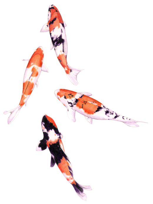Edm Challenge Draw A Fish Floating Koi White Card At Zazzle Iu0027Ve Been A Bit Stumped As To What To Draw Recently . So Went Through My Photographs And Came Hdpng.com  - Coy, Transparent background PNG HD thumbnail