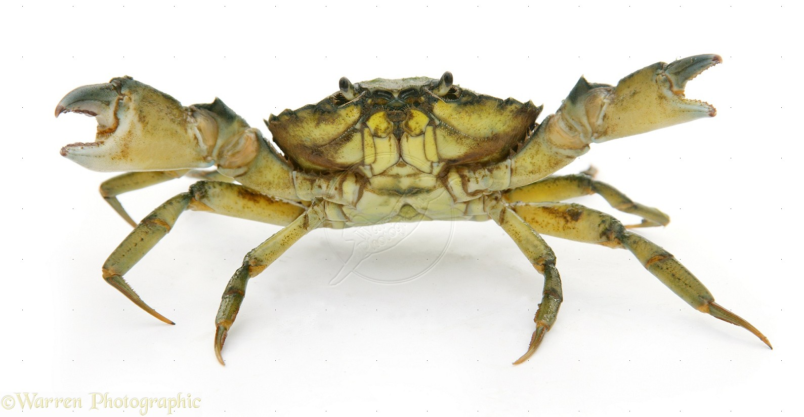 Crab, Cut, Out