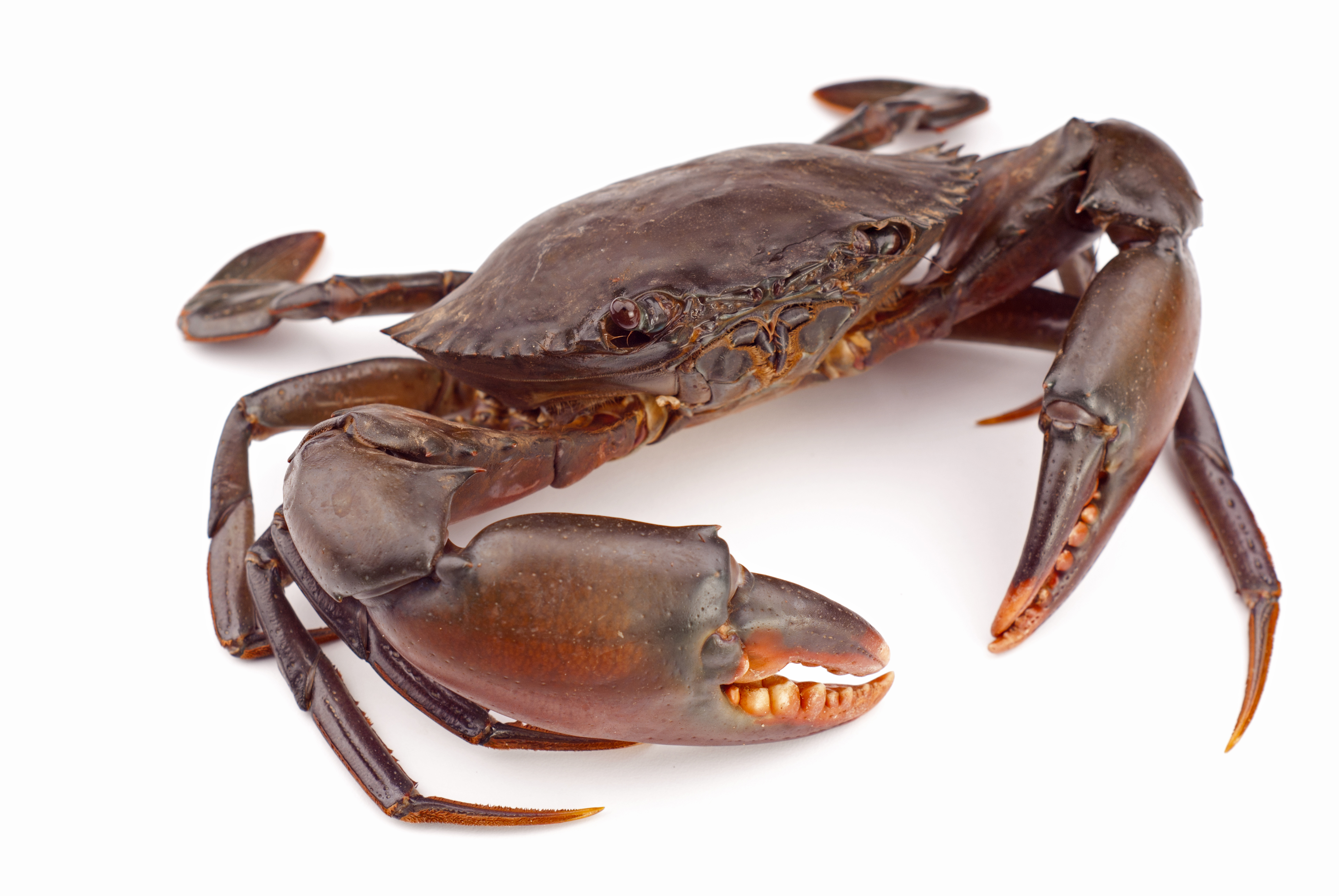 Crab - Crab, Transparent background PNG HD thumbnail
