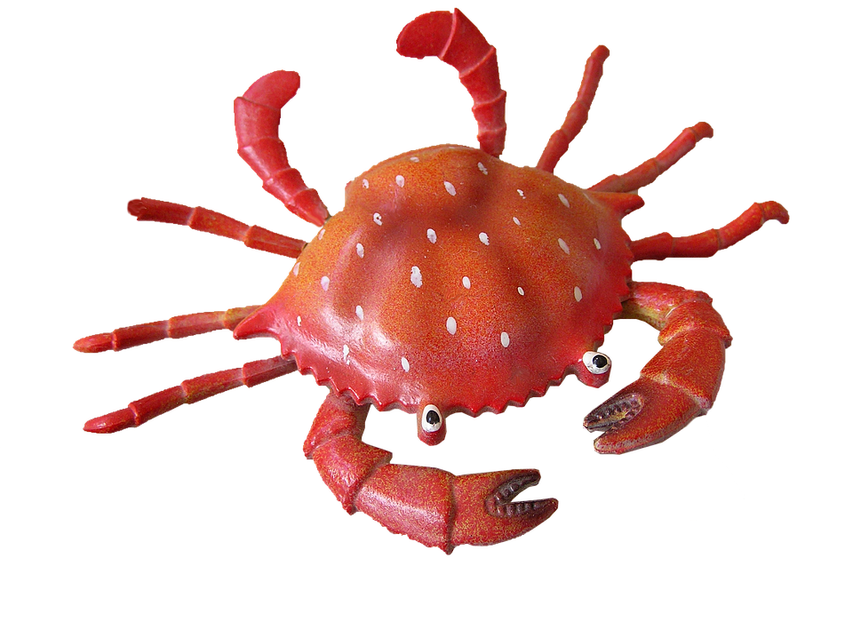 Crab, Marine, Seafood