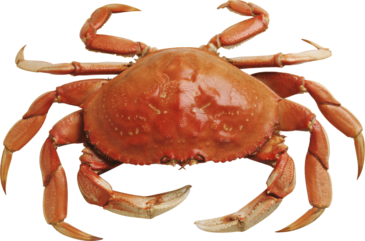 Crab Free Download Png Png Image - Crab, Transparent background PNG HD thumbnail
