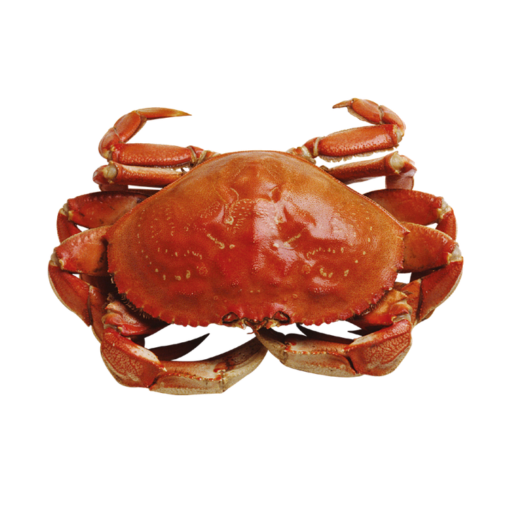 Crab, Marine, Seafood - Crab, Transparent background PNG HD thumbnail