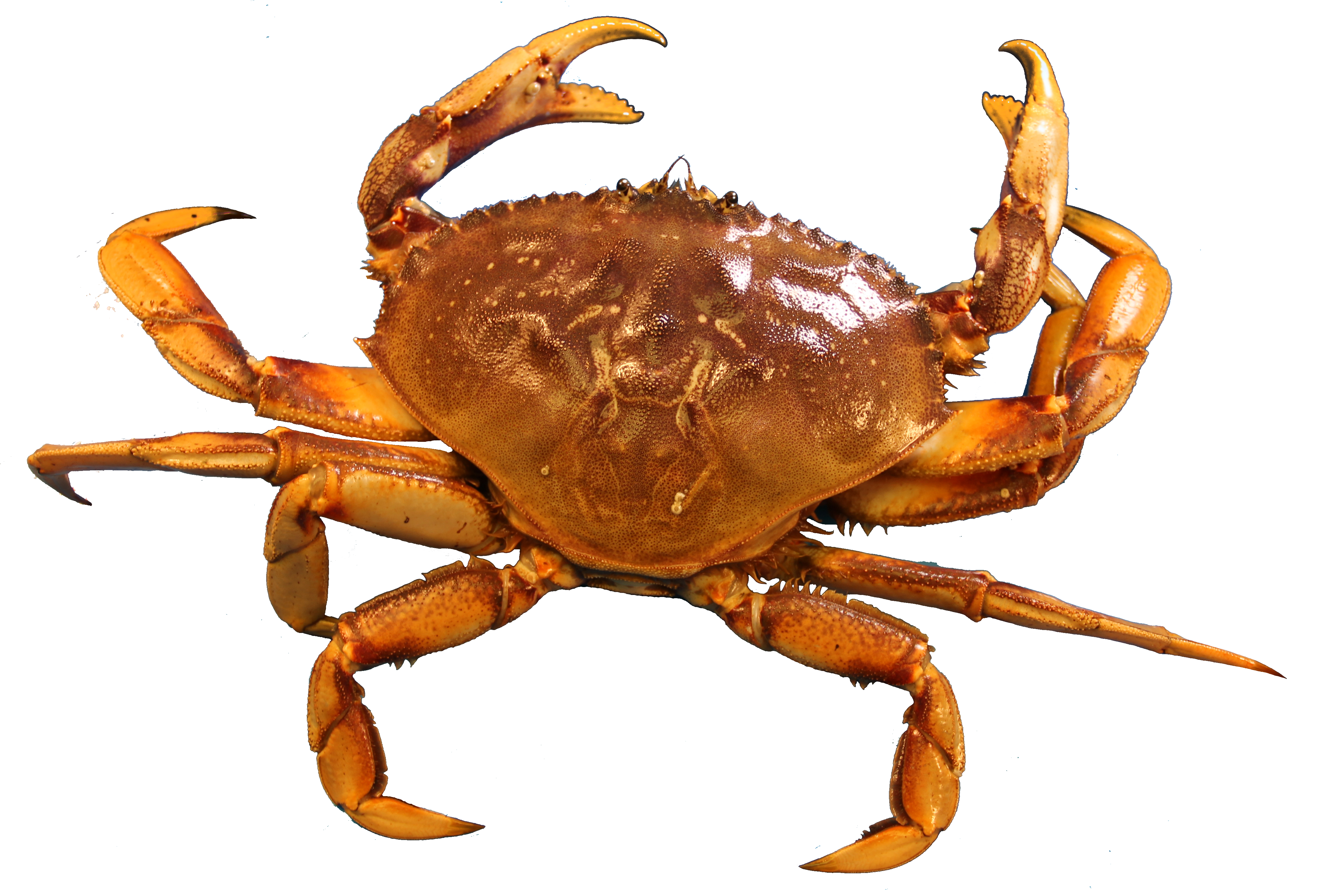 Crab Free Download Png PNG Im