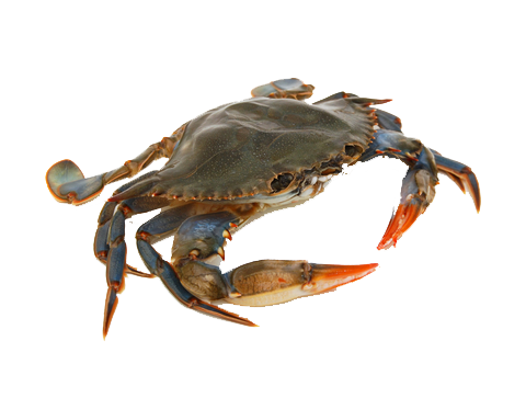 Crab, Cut, Out