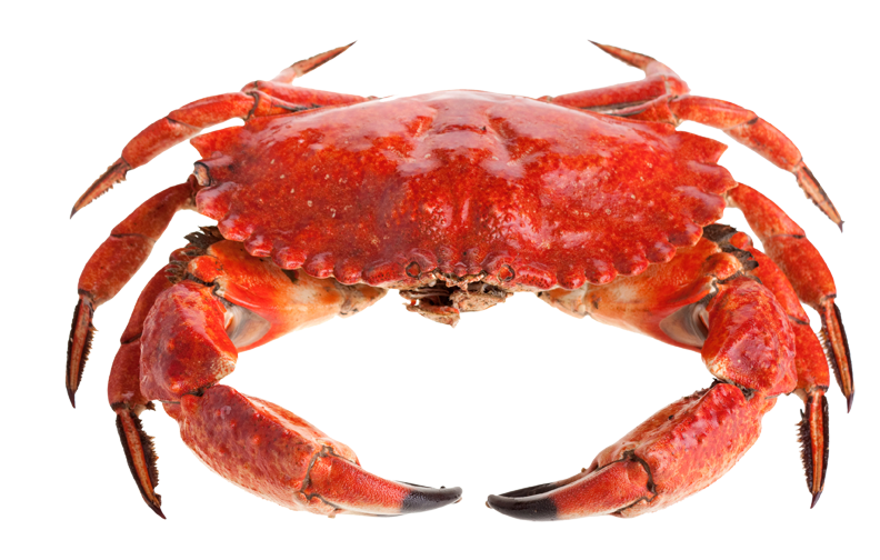 Crab Png - Crab, Transparent background PNG HD thumbnail