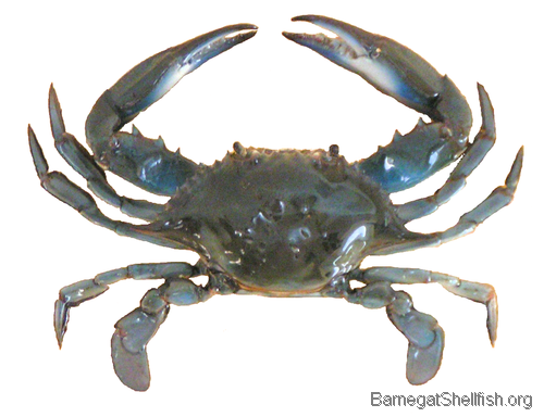 500X384 Px - Crab Image, Transparent background PNG HD thumbnail