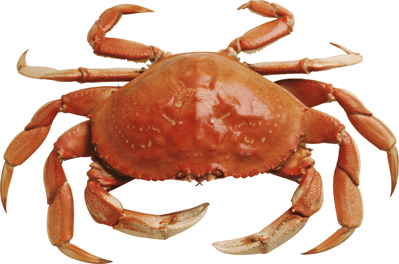 Crab Orange - Crab Image, Transparent background PNG HD thumbnail