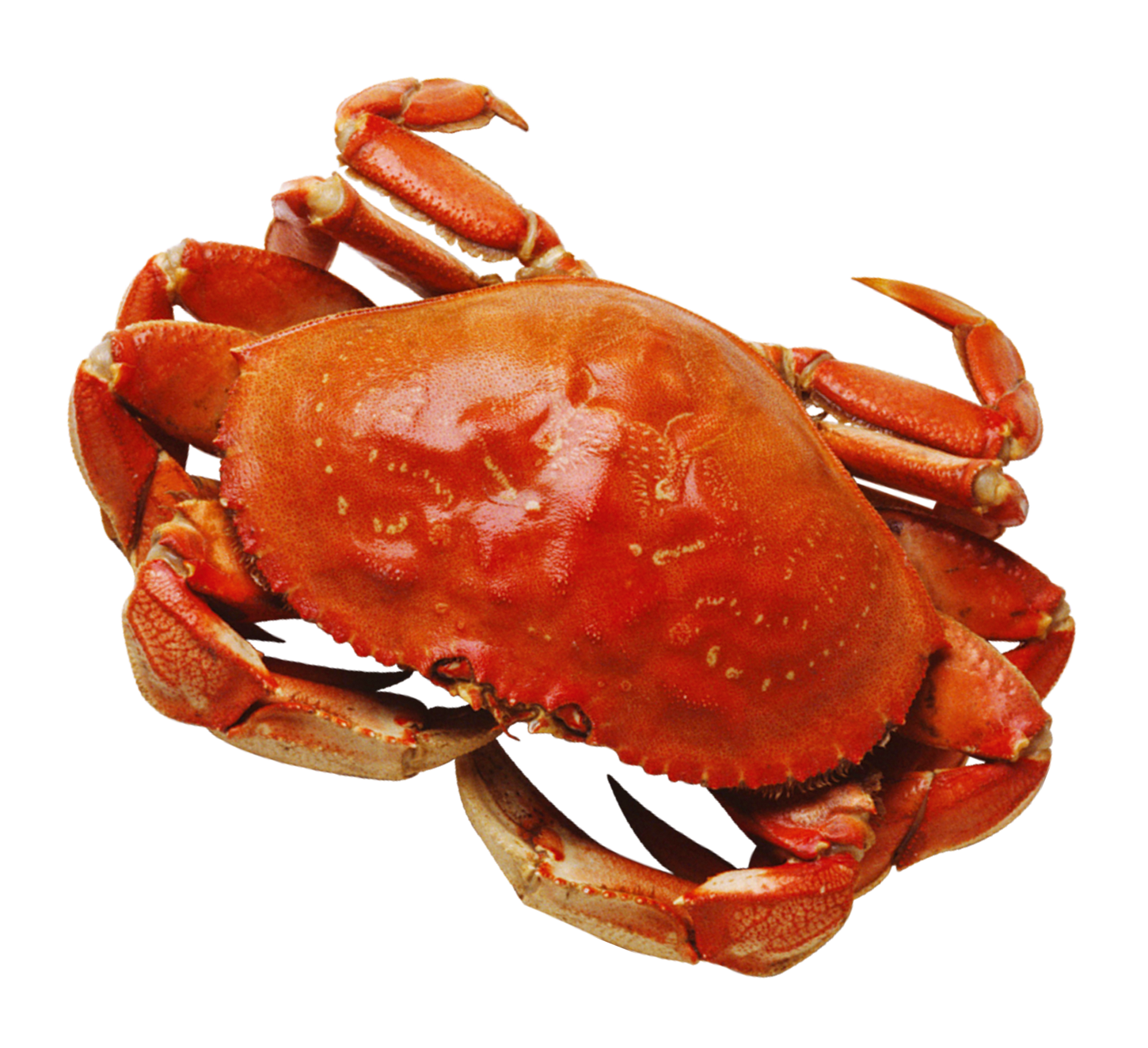 Crab Png   Crab Hd Png - Crab Image, Transparent background PNG HD thumbnail