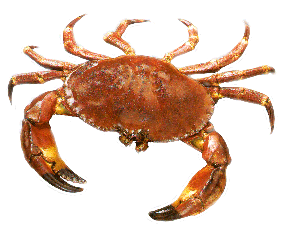 4F7F8C5.png - Crab, Transparent background PNG HD thumbnail