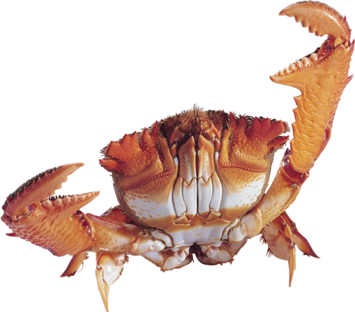 Crab Png - Crab, Transparent background PNG HD thumbnail