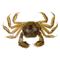 Crab Png Clipart Png Image - Crab, Transparent background PNG HD thumbnail