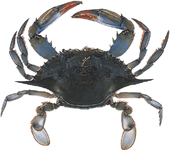 Crab - Crab, Transparent background PNG HD thumbnail