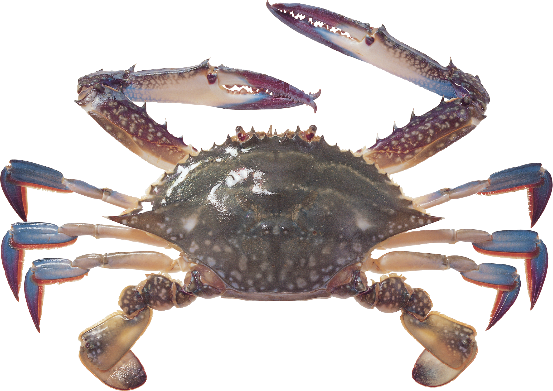 Crab PNG Picture 16610
