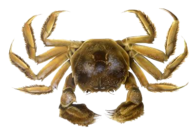 Crab Png Clipart - Crab, Transparent background PNG HD thumbnail