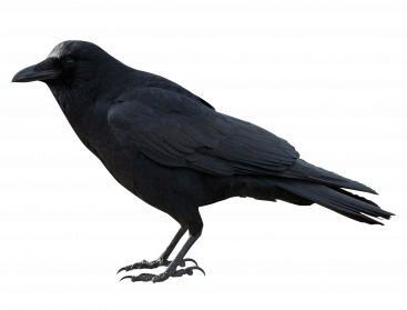 Crow Png Hd - Crackdown, Transparent background PNG HD thumbnail