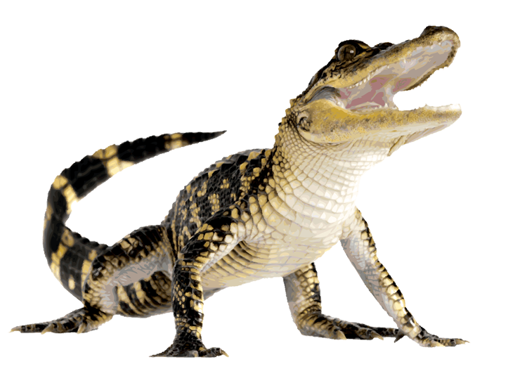 Alligator PNG HD