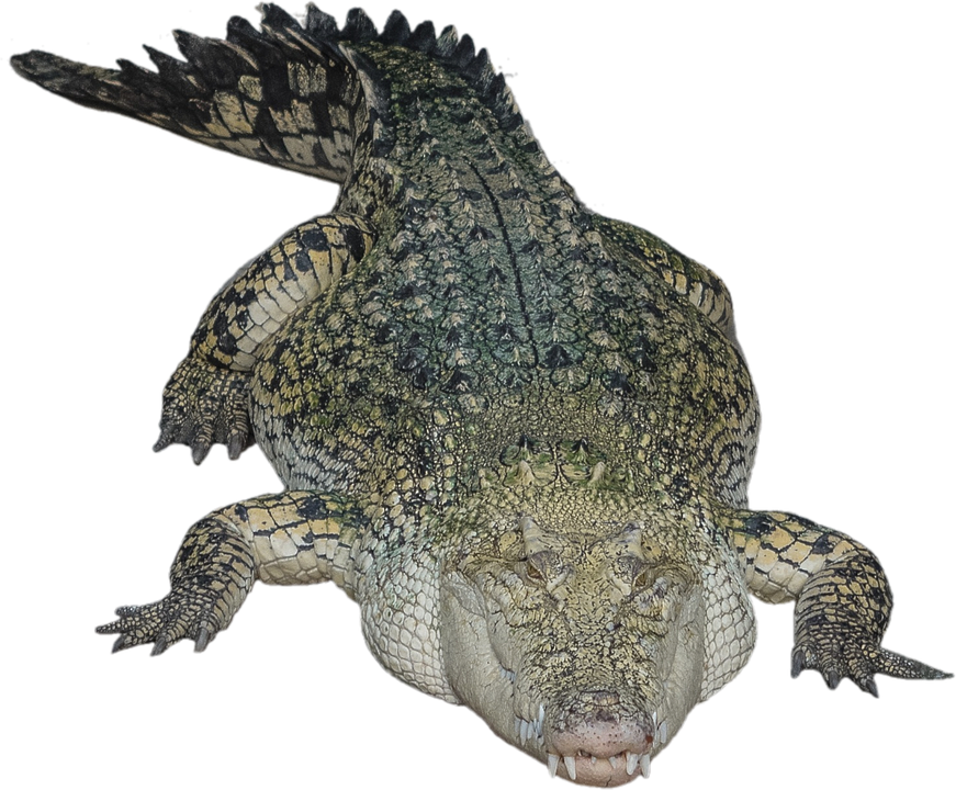 Alligator Png Hd - Crocodile, Transparent background PNG HD thumbnail