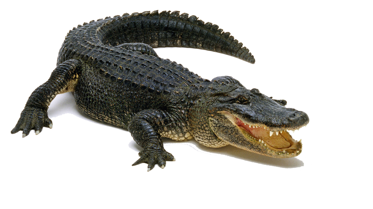 Alligator Png Pic - Crocodile, Transparent background PNG HD thumbnail