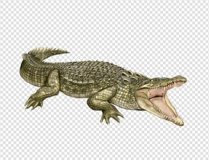 Crocodile Png Image 2 300X230.jpg (300×230) | Design Refs For Rohail | Pinterest - Crocodile, Transparent background PNG HD thumbnail
