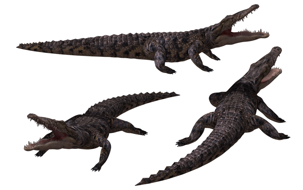 Crocodile 07 By Crocodile Tail Png - Crocodile, Transparent background PNG HD thumbnail