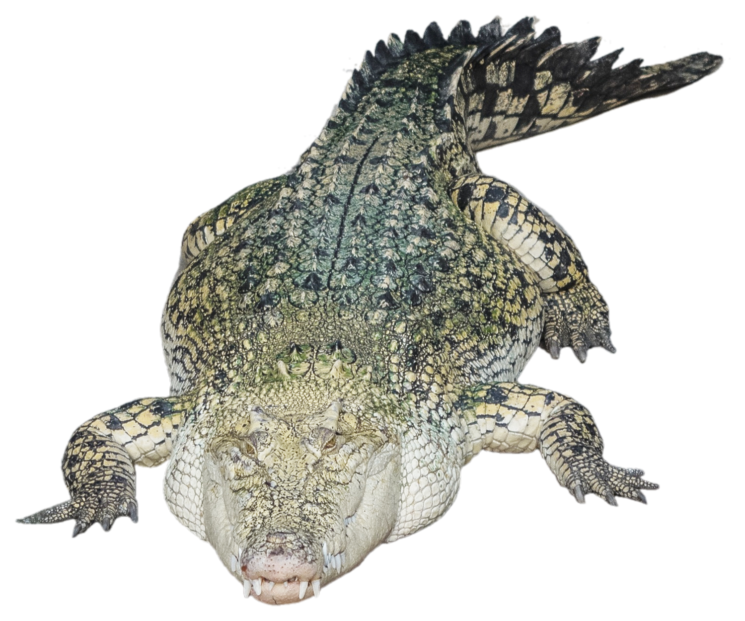 Crocodile Alligator Png Transparent Image - Crocodile, Transparent background PNG HD thumbnail