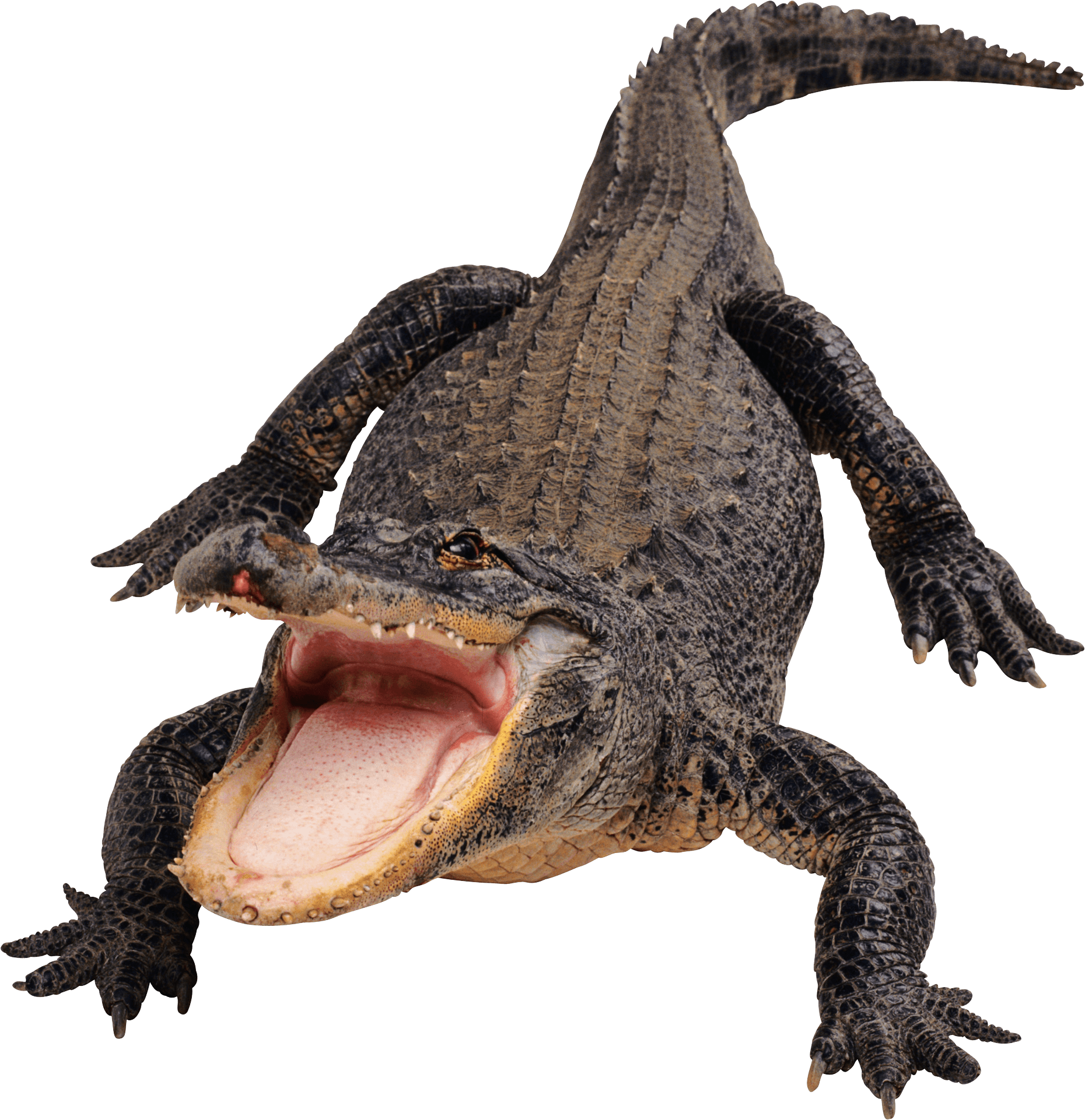 Crocodile Front - Crocodile, Transparent background PNG HD thumbnail