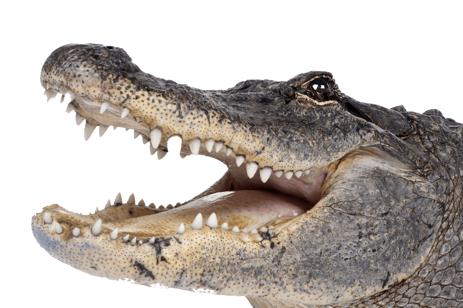 Crocodile Head Right - Crocodile, Transparent background PNG HD thumbnail