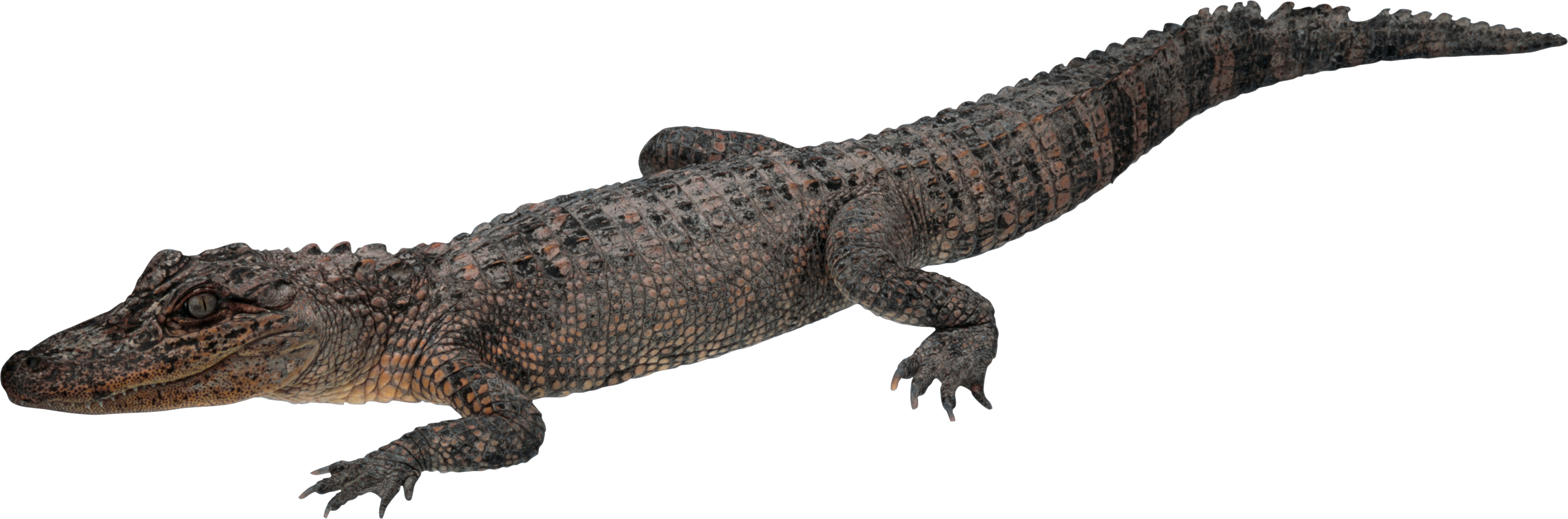 Crocodile Png - Crocodile, Transparent background PNG HD thumbnail