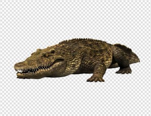 Crocodile Png Image #4 - Crocodile, Transparent background PNG HD thumbnail