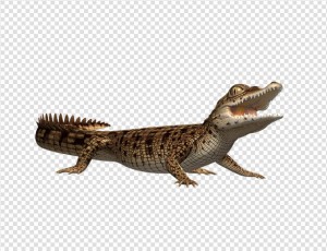 Crocodile Png Image #5 - Crocodile, Transparent background PNG HD thumbnail
