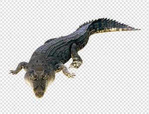 Crocodile Png Image #6 - Crocodile, Transparent background PNG HD thumbnail
